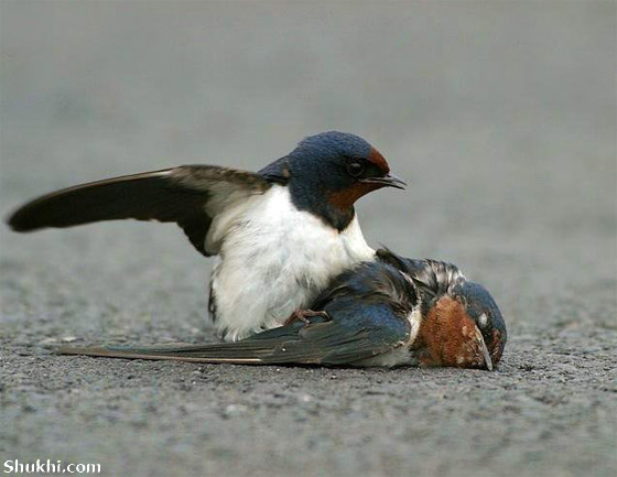 پرنده ای عاشق